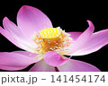 初夏の早朝を彩る清らかなハスの花たち 141454174