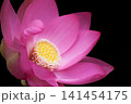 初夏の早朝を彩る清らかなハスの花たち 141454175