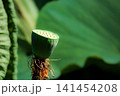 初夏の早朝を彩る清らかなハスの花たち 141454208