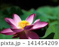 初夏の早朝を彩る清らかなハスの花たち 141454209