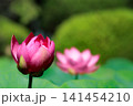 初夏の早朝を彩る清らかなハスの花たち 141454210