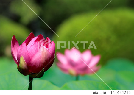 初夏の早朝を彩る清らかなハスの花たち 141454210