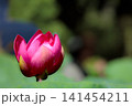 初夏の早朝を彩る清らかなハスの花たち 141454211