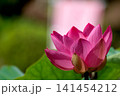 初夏の早朝を彩る清らかなハスの花たち 141454212