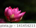 初夏の早朝を彩る清らかなハスの花たち 141454213