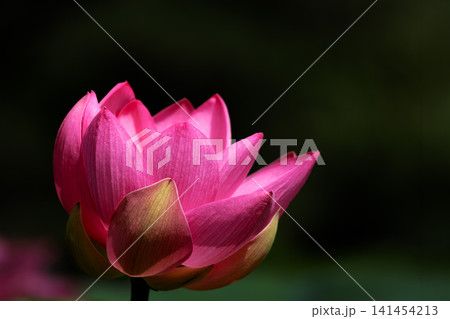 初夏の早朝を彩る清らかなハスの花たち 141454213