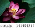 初夏の早朝を彩る清らかなハスの花たち 141454214