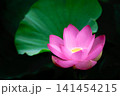 初夏の早朝を彩る清らかなハスの花たち 141454215