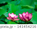 初夏の早朝を彩る清らかなハスの花たち 141454216