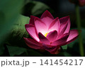初夏の早朝を彩る清らかなハスの花たち 141454217