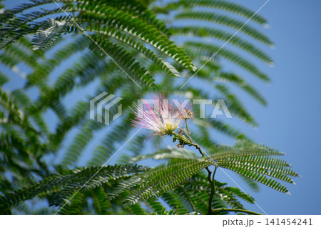 ネムノキの花と葉 ネムノキの花と葉 141454241