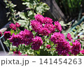 花壇の秋 菊の花 花壇の秋 菊の花 141454263