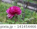 濃いピンクの牡丹 濃いピンクの牡丹 141454466