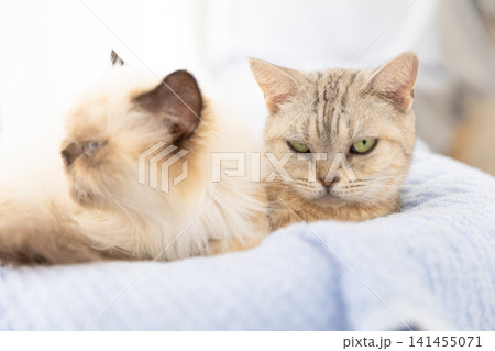 水色のクッションで眠るアメリカンショートヘアとシャム猫 水色のクッションで眠るアメリカンショートヘアとシャム猫 141455071