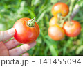 トマトの収穫 141455094