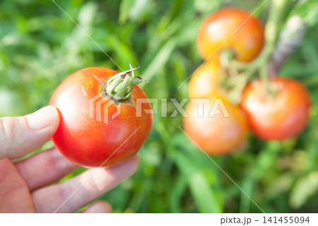 トマトの収穫 トマトの収穫 141455094