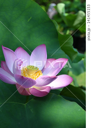 ハスの花 ハスの花 141455153