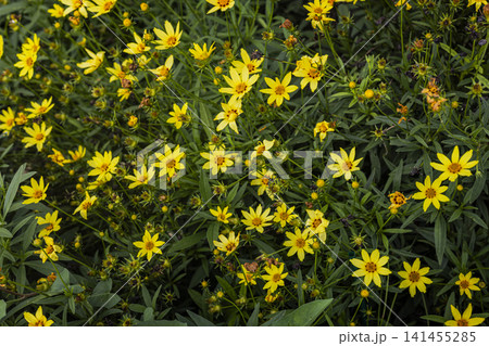 Threadleaf Coreopsis Flowers Blooming in Garden Threadleaf Coreopsis Flowers Blooming in Garden 141455285