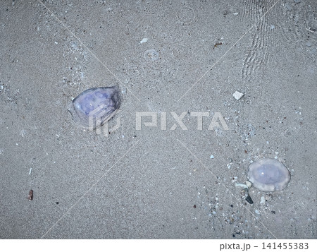 Close ups of washed up jellyfish and scattered plastic debris on the ocean shore and sea, highlighting the stark contrast and pressing issue of environmental pollution and marine waste. Close ups of washed up jellyfish and scattered plastic debris on the ocean shore and sea, highlighting the stark contrast and pressing issue of environmental pollution and marine waste. 141455383