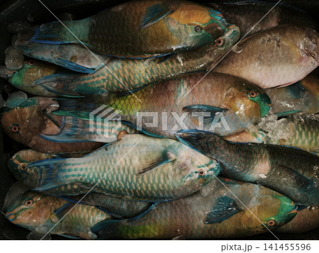 Tight cluster of parrotfish with vivid blue, green, and orange hues, displaying their overlapping bodies and distinctive patterns against a dark background. 141455596