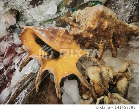 Close up of a vibrant Murex brandaris shell with a warm orange-yellow hue, intricate ridges, and a distinctive spiny structure resting on a textured marine background. Close up of a vibrant Murex brandaris shell with a warm orange-yellow hue, intricate ridges, and a distinctive spiny structure resting on a textured marine background. 141455598
