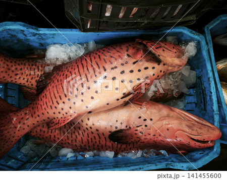 Fresh red leopard grouper also known as coral grouper with distinctive black spots is neatly arranged in a blue plastic container on ice, showing off its natural texture and vibrant coloring. 141455600