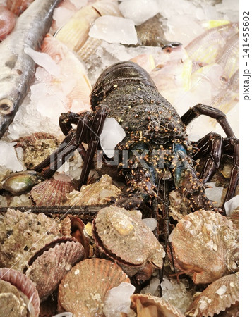 Close up dark colored langoustine with white patches, surrounded beige seashells and resting on textured sandy background, highlighting its elongated body, segmented exoskeleton, prominent antennae. Close up dark colored langoustine with white patches, surrounded beige seashells and resting on textured sandy background, highlighting its elongated body, segmented exoskeleton, prominent antennae. 141455602