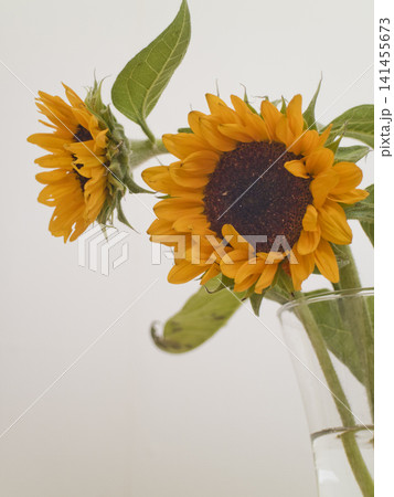 花瓶に生けられたヒマワリの花束 141455673