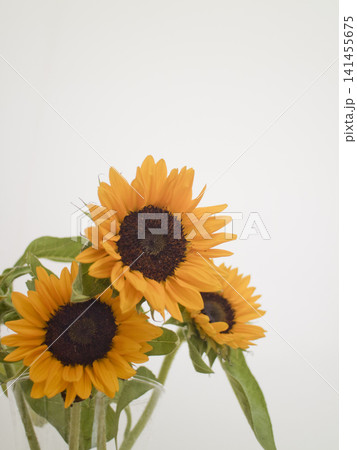 花瓶に生けられたヒマワリの花束 花瓶に生けられたヒマワリの花束 141455675