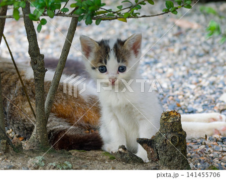 木陰から見つめる子猫の愛らしい表情 木陰から見つめる子猫の愛らしい表情 141455706