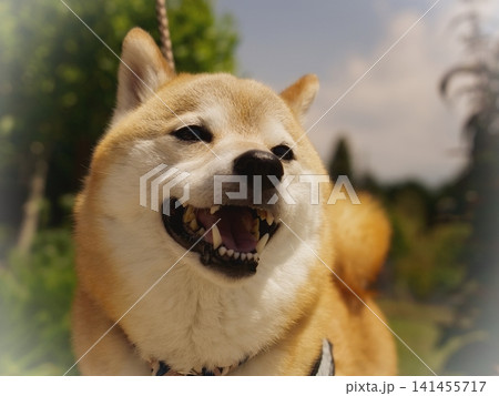 柴犬の屋外ポートレート 141455717