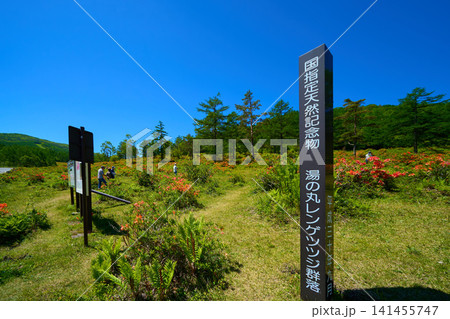 群馬県吾妻郡嬬恋村の東御嬬恋線(県道94)付近からレンゲツツジ群落の湯の丸高原と表示板 群馬県吾妻郡嬬恋村の東御嬬恋線(県道94)付近からレンゲツツジ群落の湯の丸高原と表示板 141455747