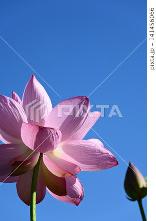 ハスの花 ハスの花 141456066