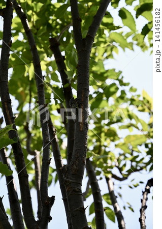 木に止まるクマゼミ 木に止まるクマゼミ 141456182