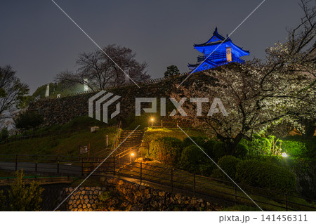 浜松市のライトアップされた浜松城と桜の風景(静岡県) 141456311
