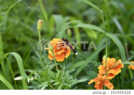 花に止まるシオヤアブ 花に止まるシオヤアブ 141456326