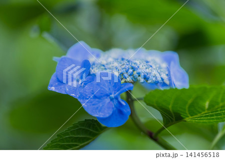 梅雨に咲く青いガクアジサイ 梅雨に咲く青いガクアジサイ 141456518