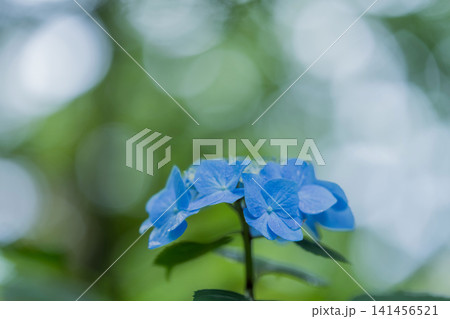 梅雨に咲く青い手まり咲きの紫陽花 141456521