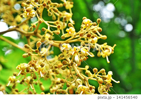 アオギリの蕾と花(夏、七月) アオギリの蕾と花(夏、七月) 141456540