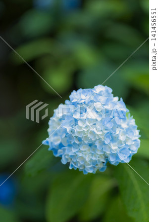 梅雨に咲く淡い青の手まり咲きの紫陽花 梅雨に咲く淡い青の手まり咲きの紫陽花 141456551