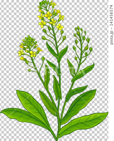Camelina Sativa Plant Colored Illustration Camelina Sativa Plant Colored Illustration 141456574
