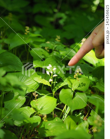 植物観察 植物観察 141456625