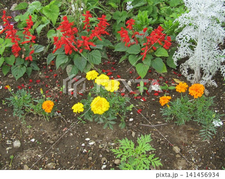 赤いサルビアとマリーゴールドの黄色とオレンジの花 赤いサルビアとマリーゴールドの黄色とオレンジの花 141456934
