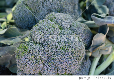 Freshly harvested broccoli showcasing vibrant green hues from a sunny organic farm Freshly harvested broccoli showcasing vibrant green hues from a sunny organic farm 141457015