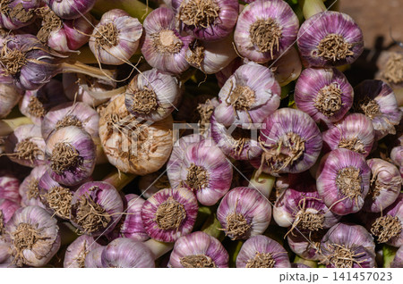 Freshly harvested garlic bundles lie in the warm sunlight, ready for market display and culinary adventures 141457023