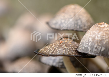 serene mushrooms growing on forest floor in natural setting with brown and gray tones and clean background for nature photography and botanical studies use cases. 141457407