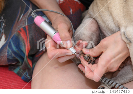 careful nail trimming of a dog's paw on a lap with an electric nail trimmer, close-up view of pet grooming process on metallic and plastic materials, pink and silver tones, pet care and pet. careful nail trimming of a dog's paw on a lap with an electric nail trimmer, close-up view of pet grooming process on metallic and plastic materials, pink and silver tones, pet care and pet. 141457430