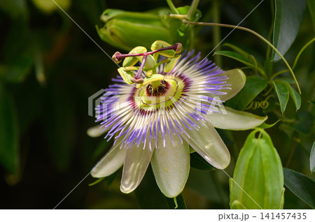 serene passion flower in vibrant natural outdoor setting with close-up perspective and green leaves, blooming in a serene and vibrant environment, showcasing the beauty of nature's serenity. serene passion flower in vibrant natural outdoor setting with close-up perspective and green leaves, blooming in a serene and vibrant environment, showcasing the beauty of nature's serenity. 141457435