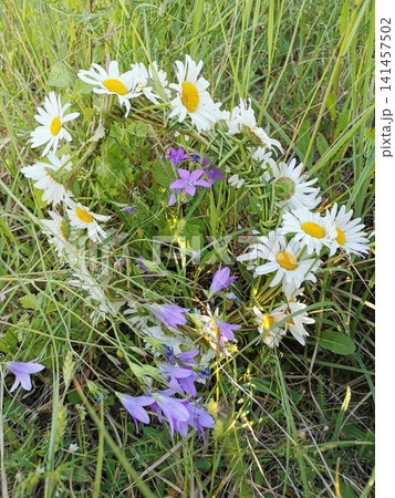 Summer wreath of wild flowers: daisies and bells in green grass 141457502