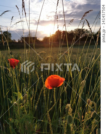 Red poppies at sunset in a field Red poppies at sunset in a field 141457504